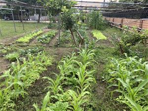 圖片3.綠意盎然的開心農場